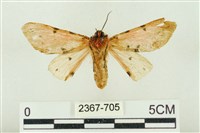 棍棒污燈蛾藏品圖，第2張