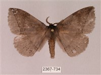 蓬萊灰紋帶蛾藏品圖，第1張