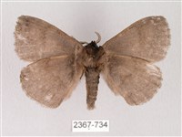 蓬萊灰紋帶蛾藏品圖，第2張