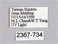 蓬萊灰紋帶蛾藏品圖，第3張