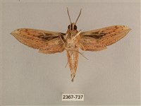 背線天蛾藏品圖，第2張