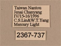 背線天蛾藏品圖，第3張