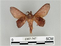 臺灣枯葉蛾藏品圖，第1張