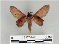 臺灣枯葉蛾藏品圖，第2張