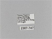 臺灣枯葉蛾藏品圖，第3張