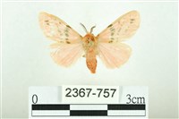 三條橙燈蛾藏品圖，第1張