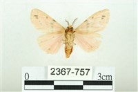 三條橙燈蛾藏品圖，第2張