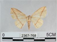 澄線尺蛾藏品圖，第1張