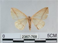 澄線尺蛾藏品圖，第2張