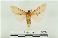 棍棒污燈蛾藏品圖，第2張