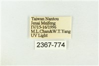 棍棒污燈蛾藏品圖，第3張