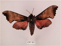 桃紅六點天蛾藏品圖，第1張