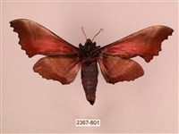 桃紅六點天蛾藏品圖，第2張