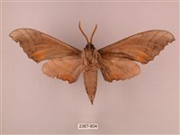 栗六點天蛾藏品圖，第2張