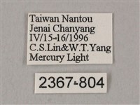 栗六點天蛾藏品圖，第3張