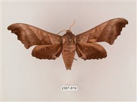 齒翅三線天蛾藏品圖，第1張