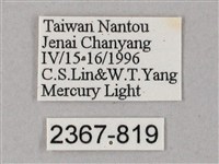 齒翅三線天蛾藏品圖，第3張