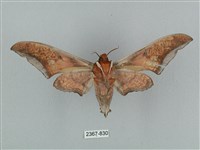 黑帶鷹翅天蛾藏品圖，第2張