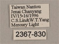 黑帶鷹翅天蛾藏品圖，第3張