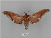 黑帶鷹翅天蛾藏品圖，第2張