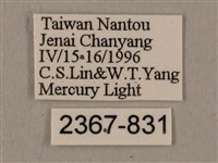 黑帶鷹翅天蛾藏品圖，第3張