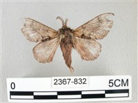 銀肩枯葉蛾藏品圖，第1張