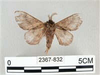 銀肩枯葉蛾藏品圖，第2張