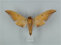 圓斑鷹翅天蛾藏品圖，第2張