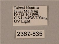 圓斑鷹翅天蛾藏品圖，第3張