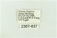 棍棒污燈蛾藏品圖，第3張