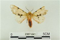 棍棒污燈蛾藏品圖，第1張