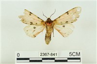 棍棒污燈蛾藏品圖，第2張