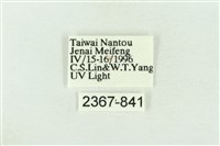 棍棒污燈蛾藏品圖，第3張