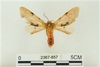 棍棒污燈蛾藏品圖，第1張