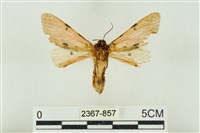 棍棒污燈蛾藏品圖，第2張