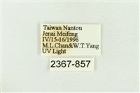 棍棒污燈蛾藏品圖，第3張