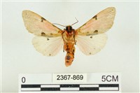 棍棒污燈蛾藏品圖，第2張