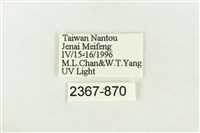 棍棒污燈蛾藏品圖，第3張