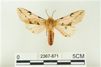 棍棒污燈蛾藏品圖，第1張