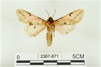 棍棒污燈蛾藏品圖，第2張