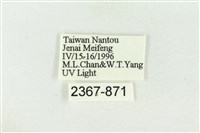 棍棒污燈蛾藏品圖，第3張