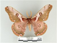 綠目天蠶蛾藏品圖，第1張