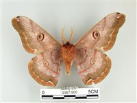 綠目天蠶蛾藏品圖，第2張