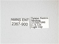 綠目天蠶蛾藏品圖，第3張