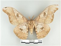 大綠目天蠶蛾藏品圖，第2張