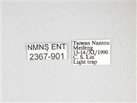 大綠目天蠶蛾藏品圖，第3張