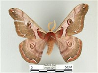 綠目天蠶蛾藏品圖，第1張