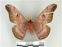 綠目天蠶蛾藏品圖，第2張