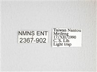 綠目天蠶蛾藏品圖，第3張