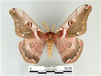 綠目天蠶蛾藏品圖，第1張